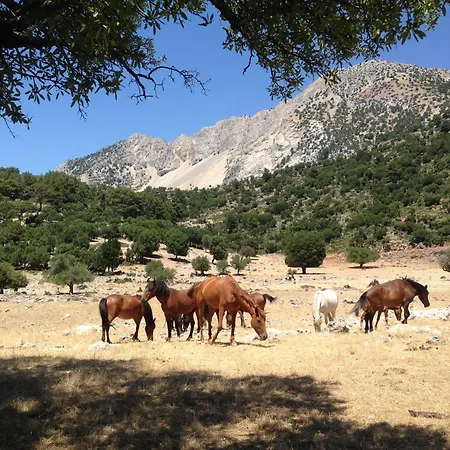 Babakamp Eco Ranch & Retreat Camping *